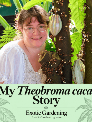 Sheri Ann Richerson beside a Theobroma cacao tree with pods, with the title My Theobroma cacao Story.