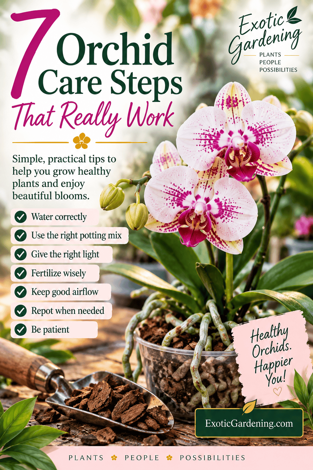 Orchid care guide showing seven practical steps for healthy orchids and beautiful blooms.