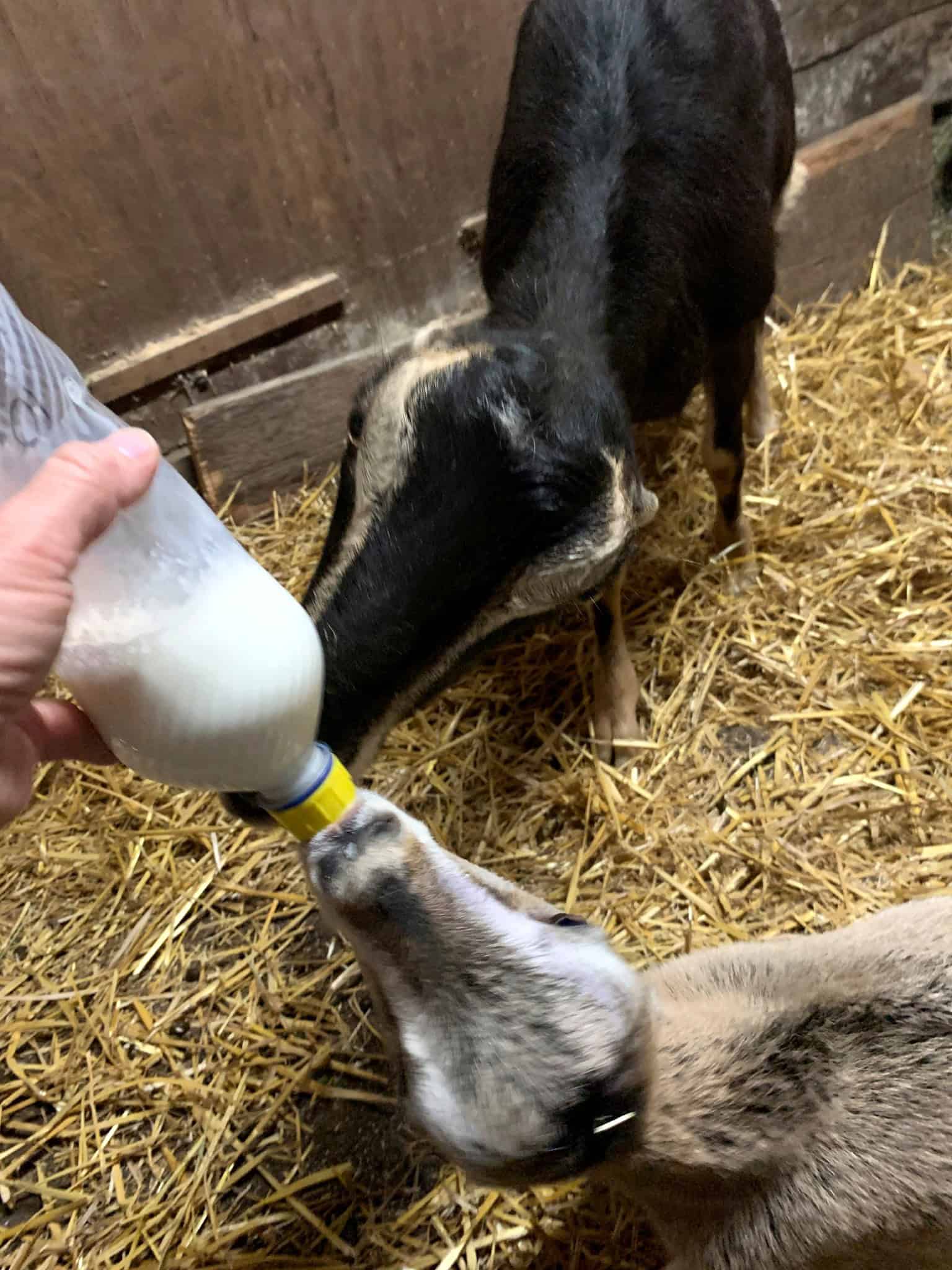 Bottle feeding a young goat kid at Exotic Gardening