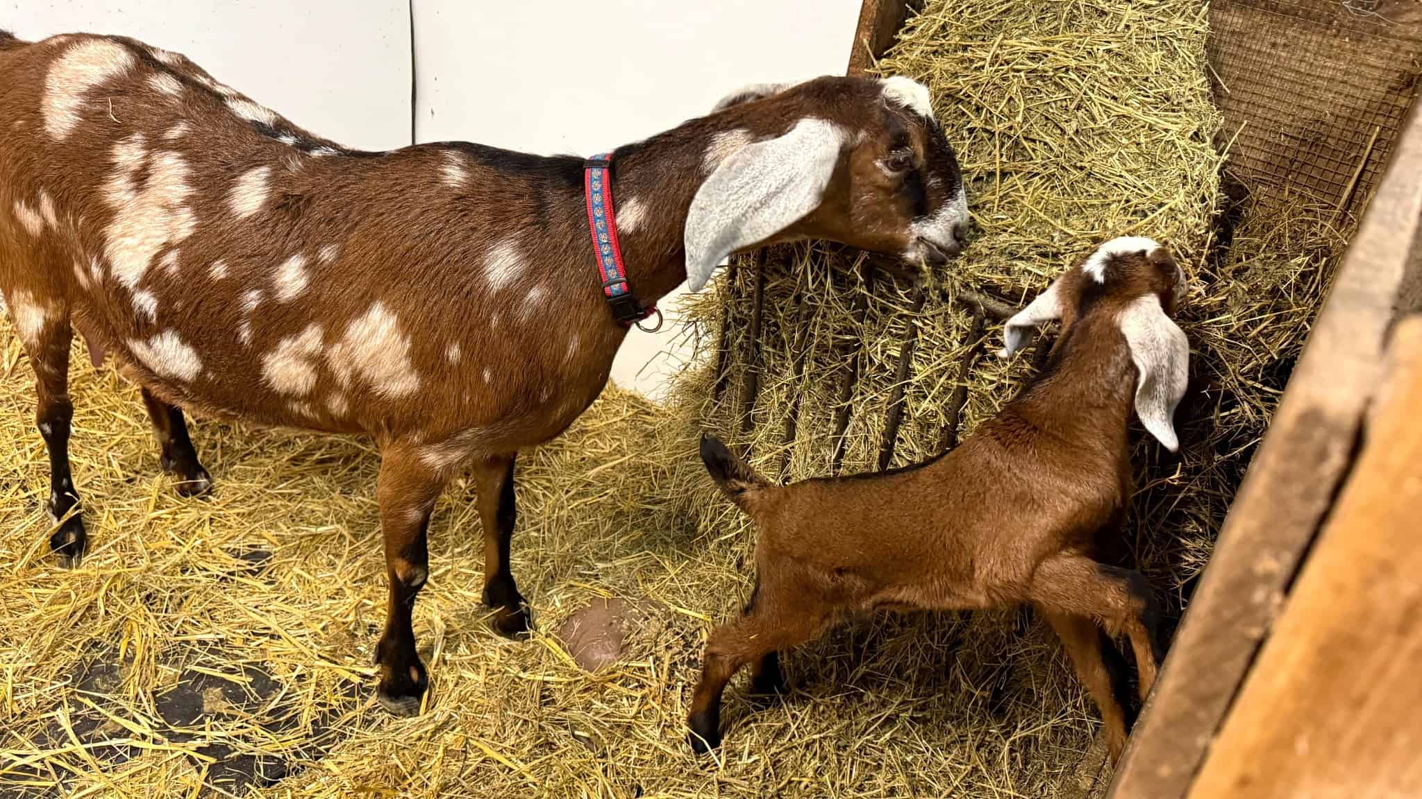 Doe and young goat eating hay together at Exotic Gardening