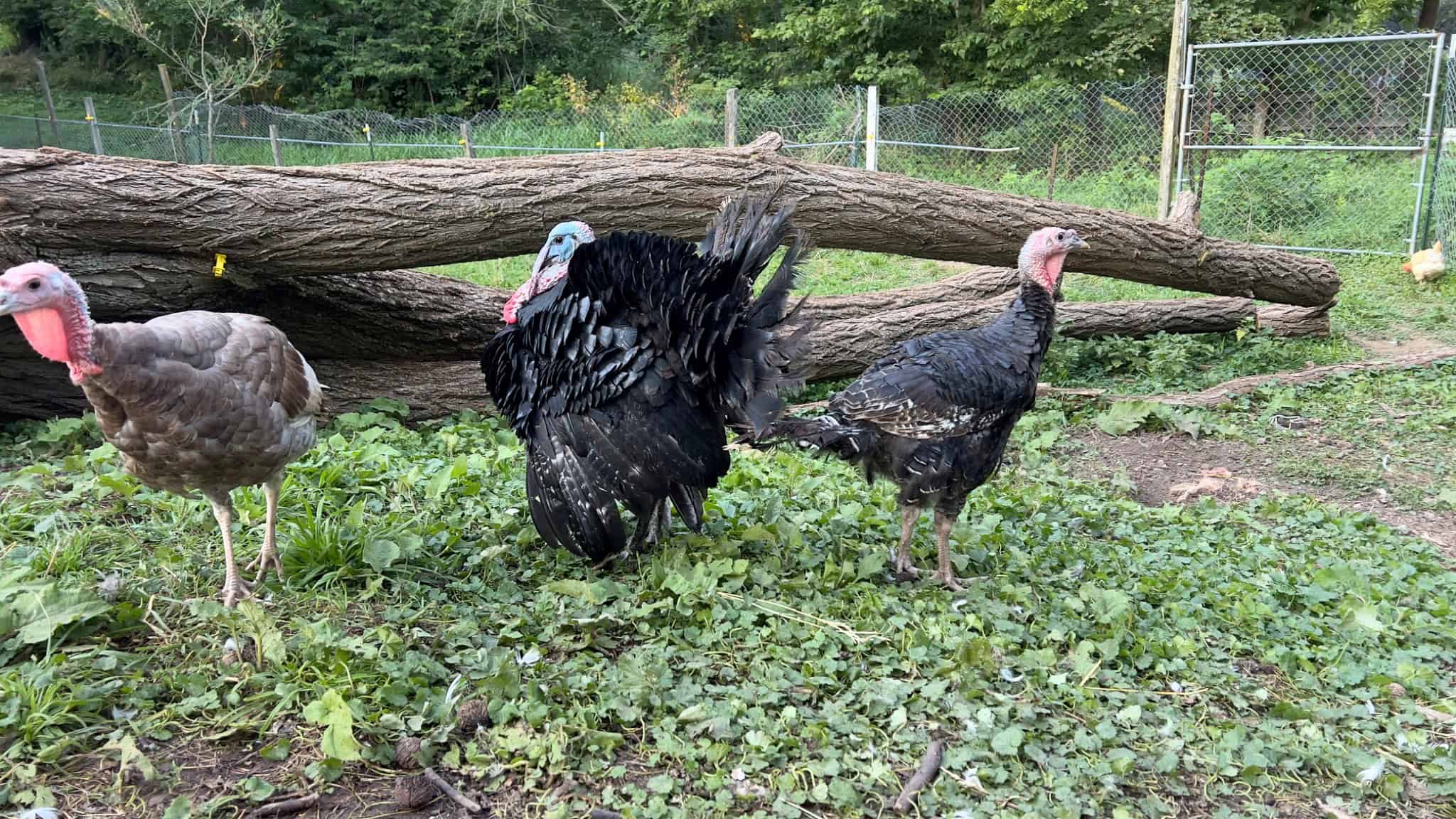 Free-ranging chickens foraging in green pasture at Exotic Gardening