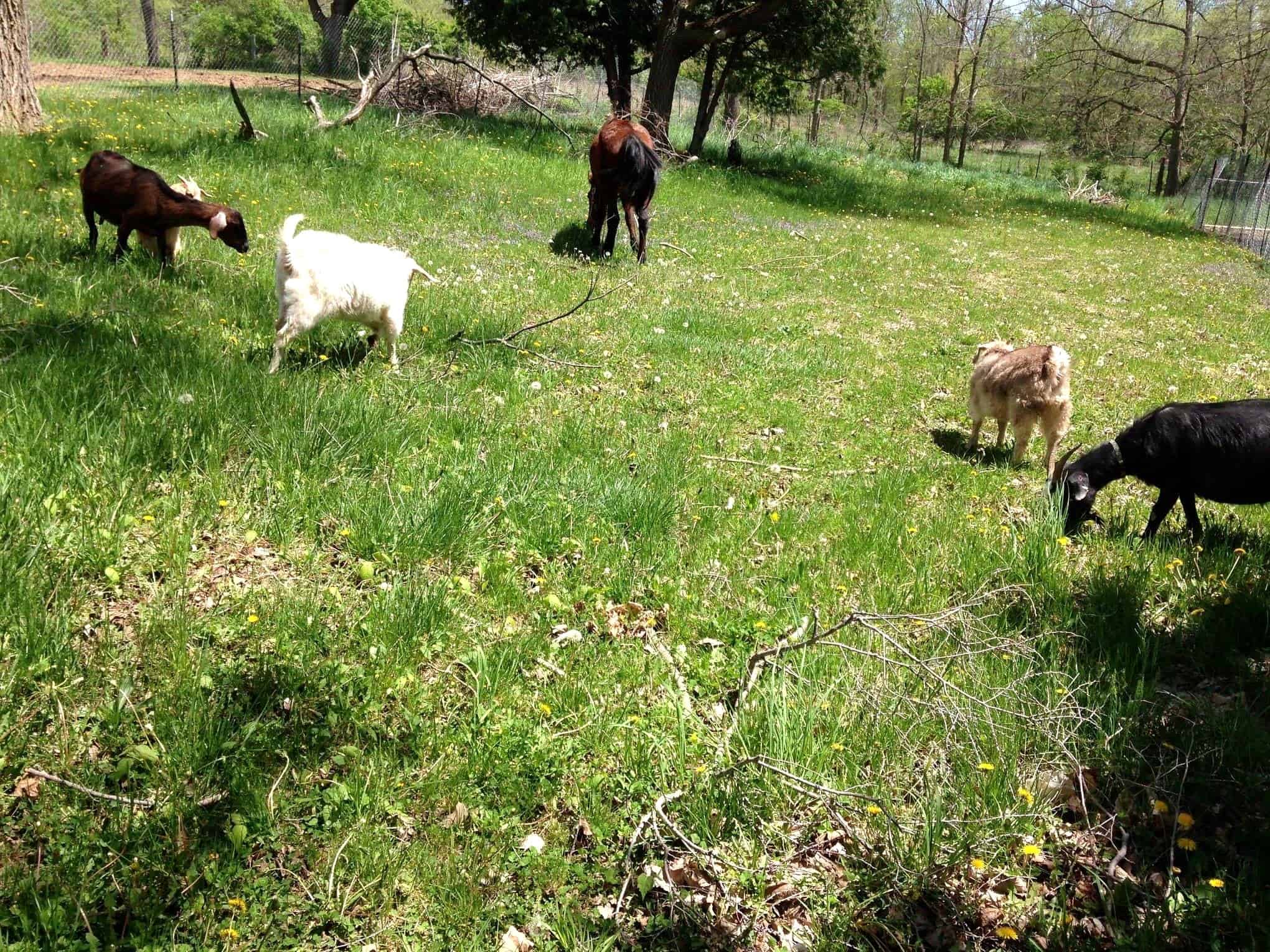Goats browsing vegetation in the pasture at Exotic Gardening
