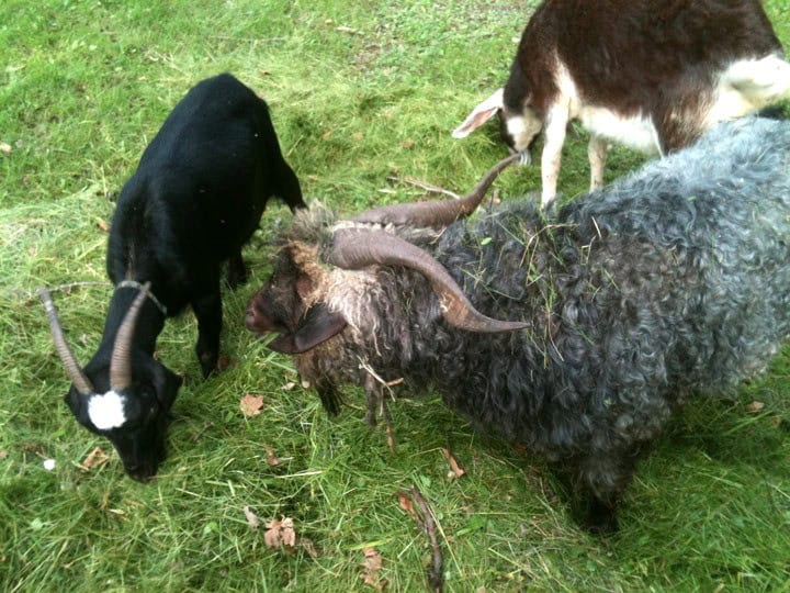 Historic photograph of goats raised at Exotic Gardening