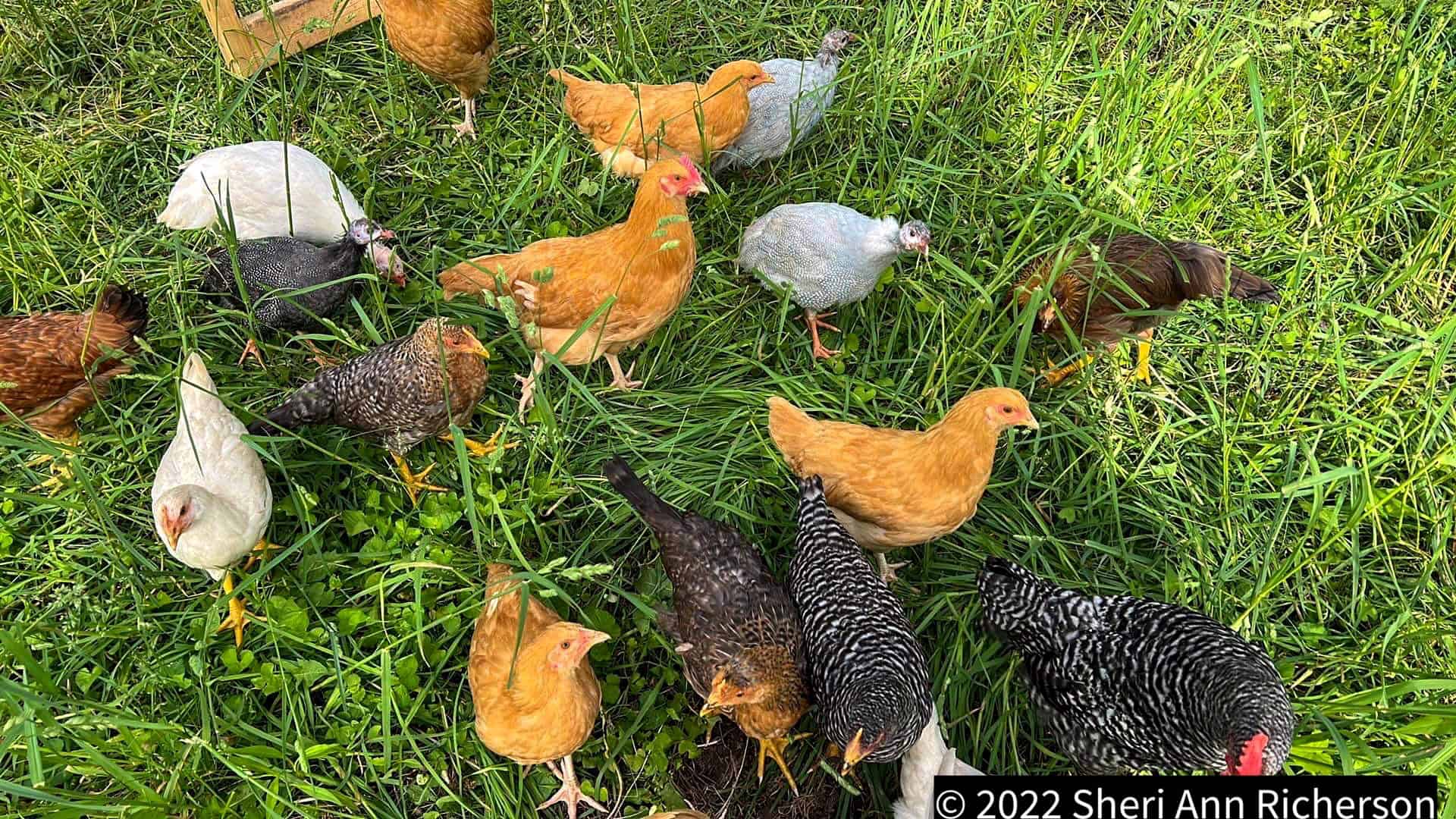 Mixed poultry outside their shelter at Exotic Gardening
