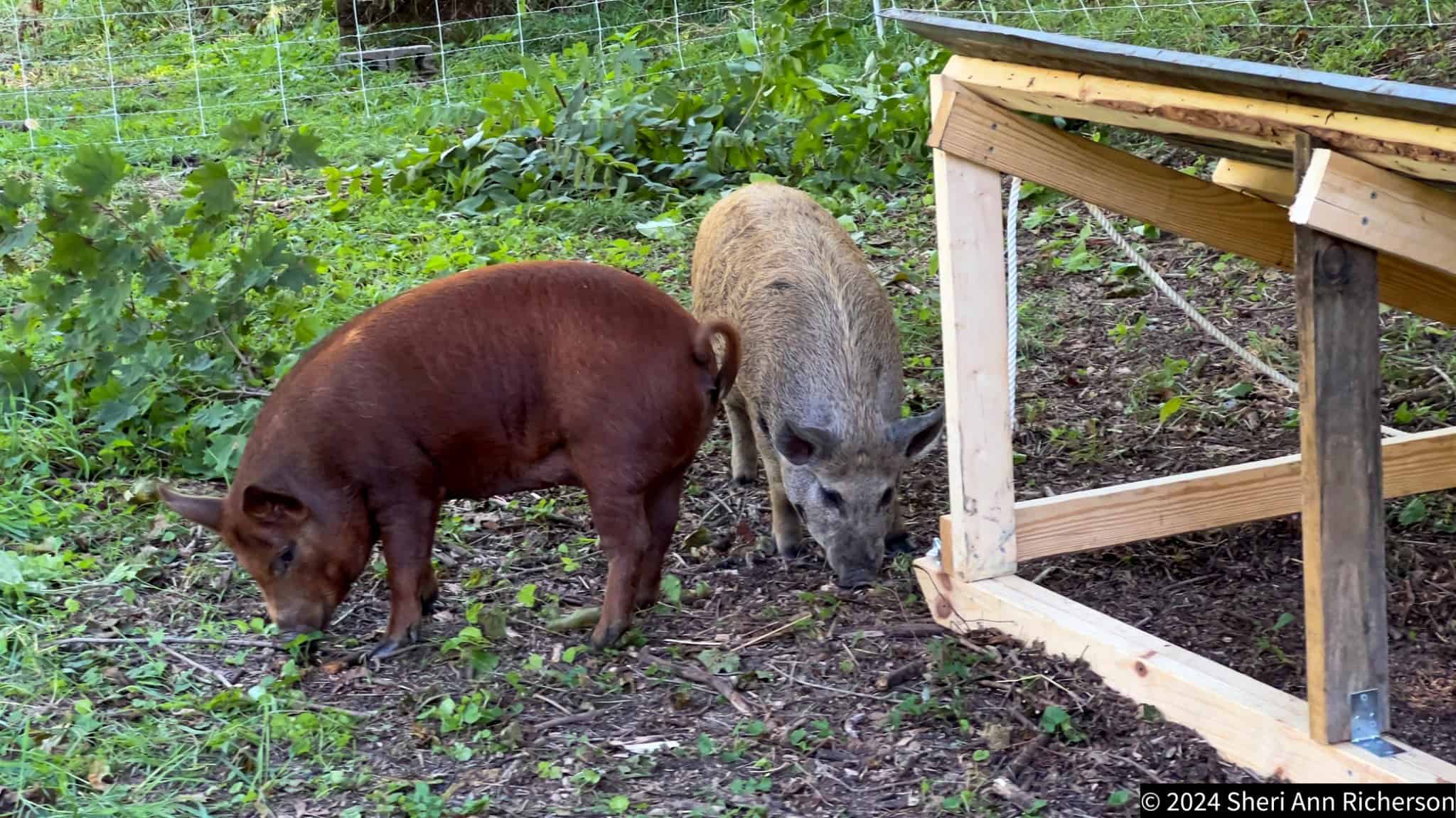 Two pigs foraging outdoors at Exotic Gardening