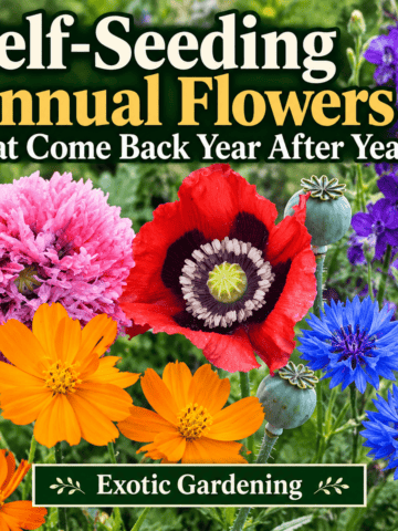 Self-seeding annual flowers including orange cosmos, red and pink poppies, purple larkspur and blue bachelor's buttons with the article title and Exotic Gardening