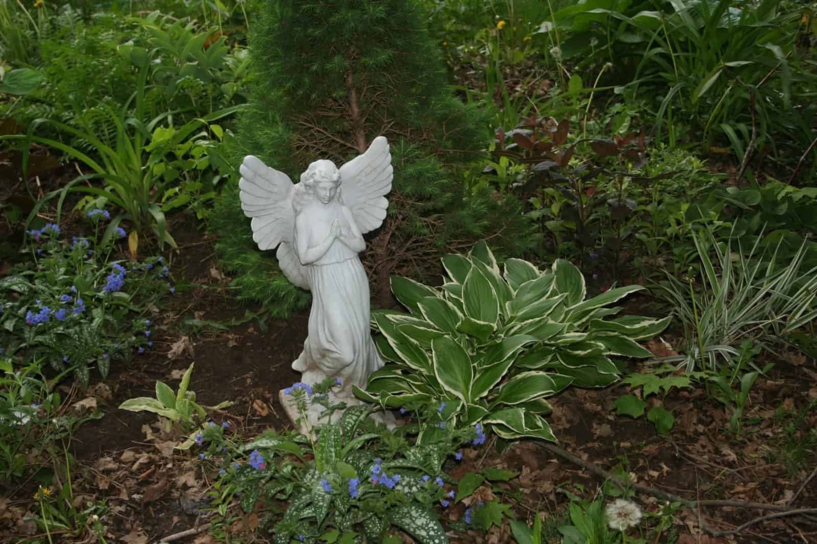 Shade garden planting with an angel statue, variegated hosta and blue pulmonaria flowers at Exotic Gardening Farm and Wildlife Habitat.