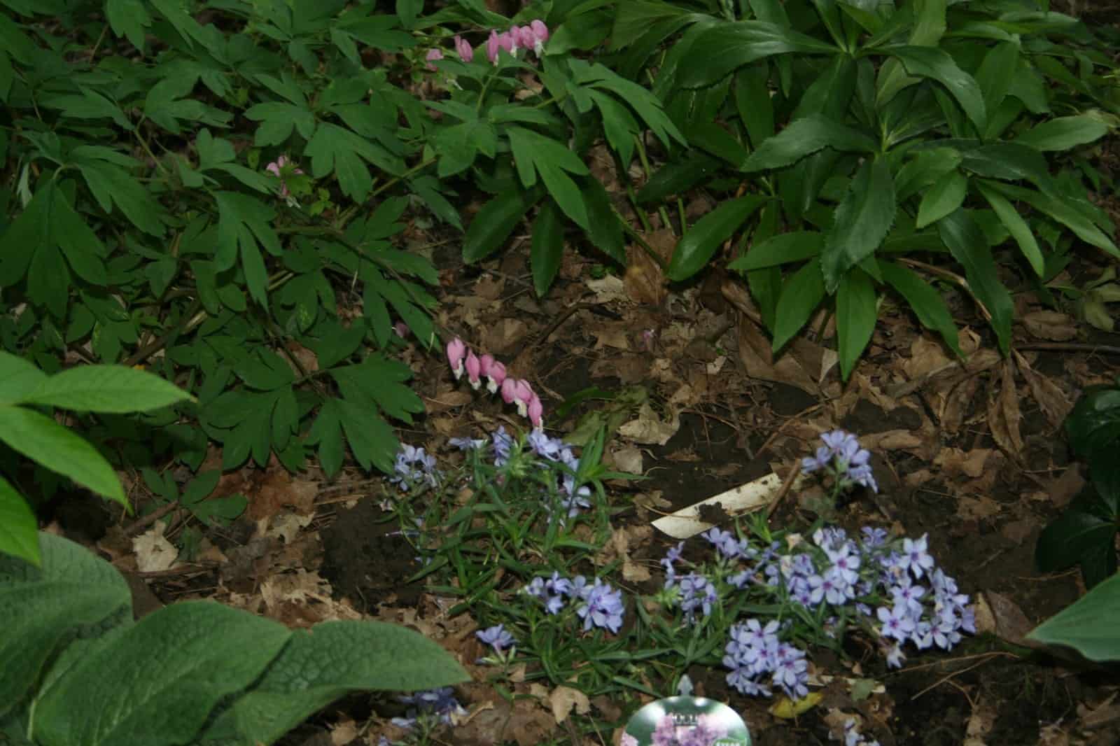 Pink bleeding heart flowers growing with small blue woodland flowers in the Shade Garden.