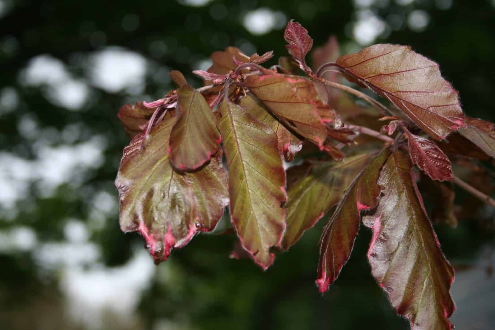 Copper, burgundy and green spring foliage on a tricolor beech tree in the Shade Garden.