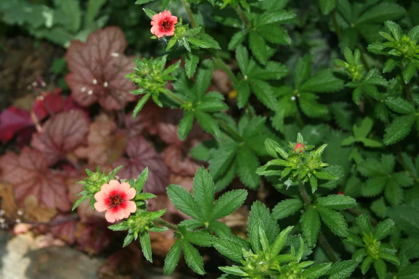 Small coral-colored flowers rising above colorful heuchera foliage in the Shade Garden.