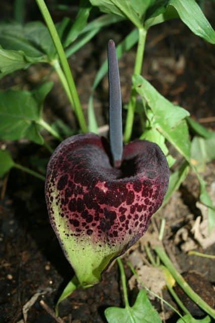 Dark burgundy spotted hooded flower with a tall central spike growing in the Shade Garden.