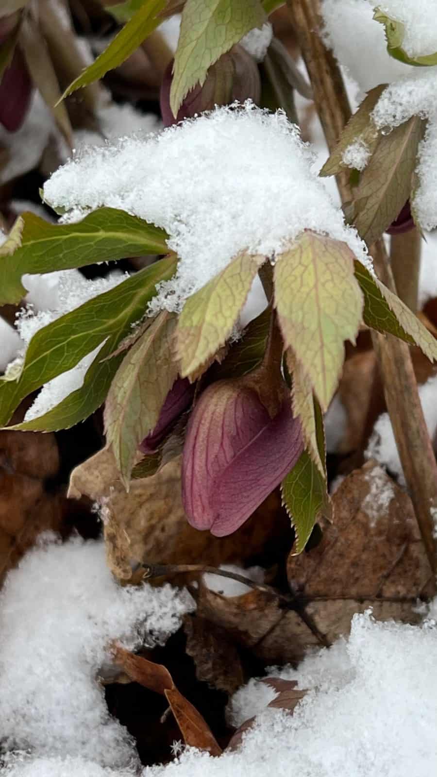 Purple hellebore buds and foliage covered with fresh snow in the Shade Garden.