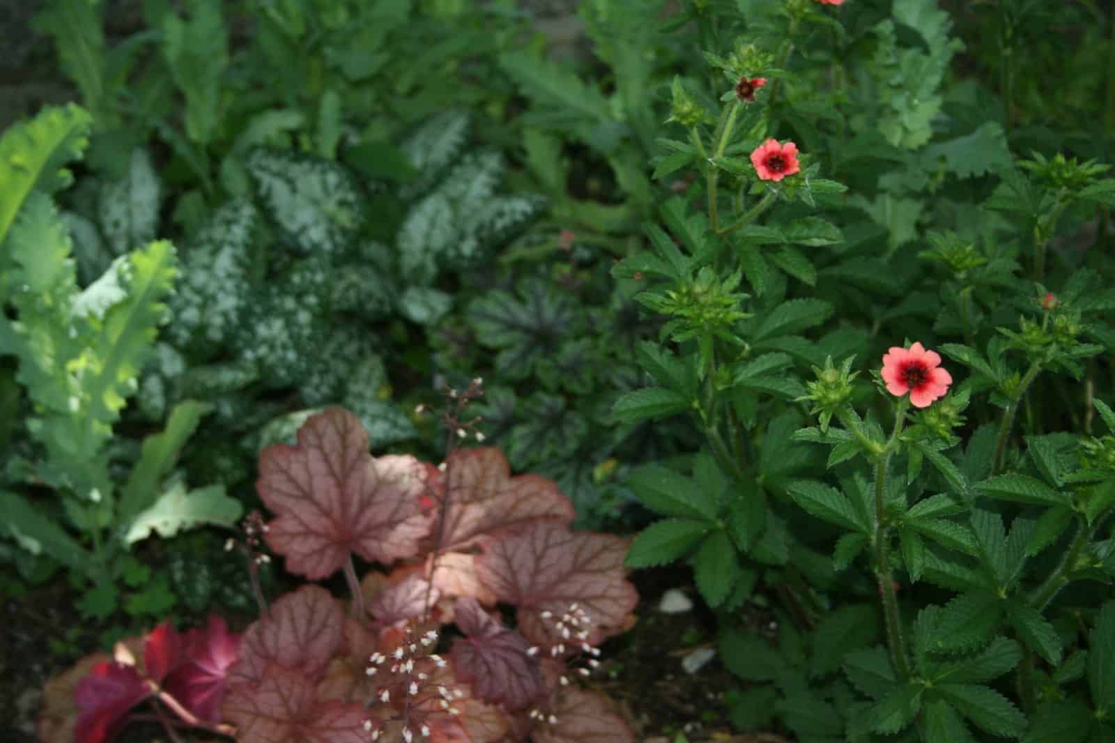 Layered Shade Garden planting with coral flowers, heuchera and silver-spotted pulmonaria foliage.