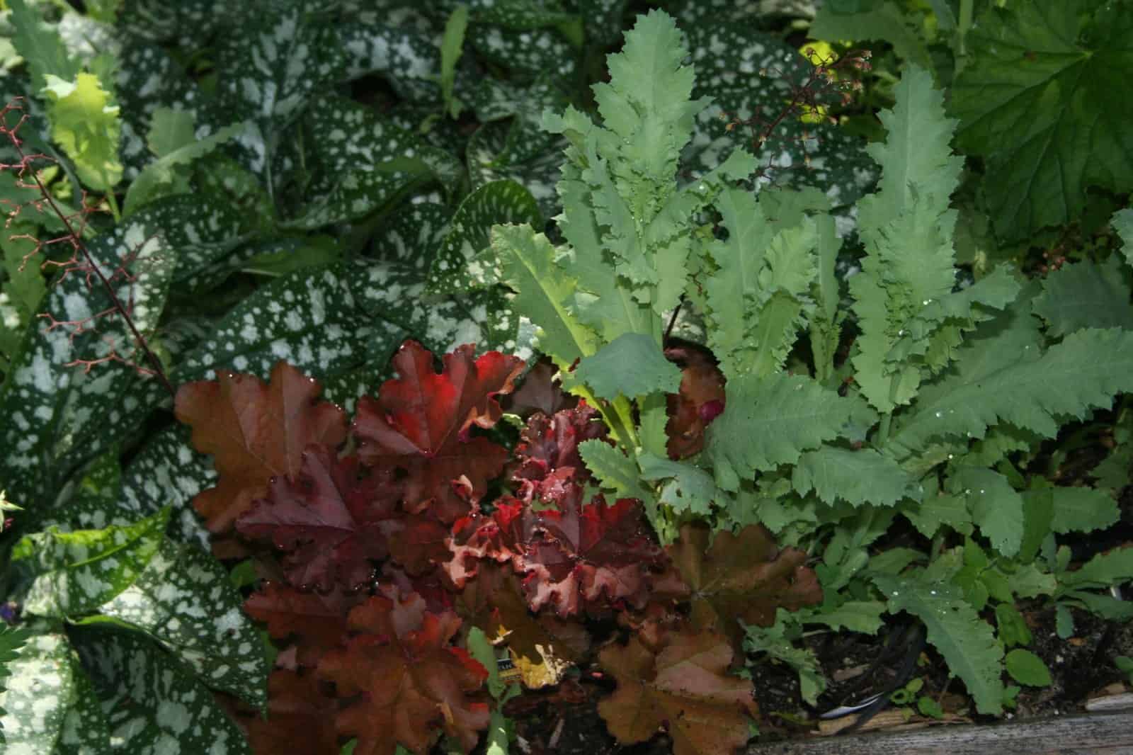 Heuchera and spotted pulmonaria foliage growing together in a textured shade garden planting.