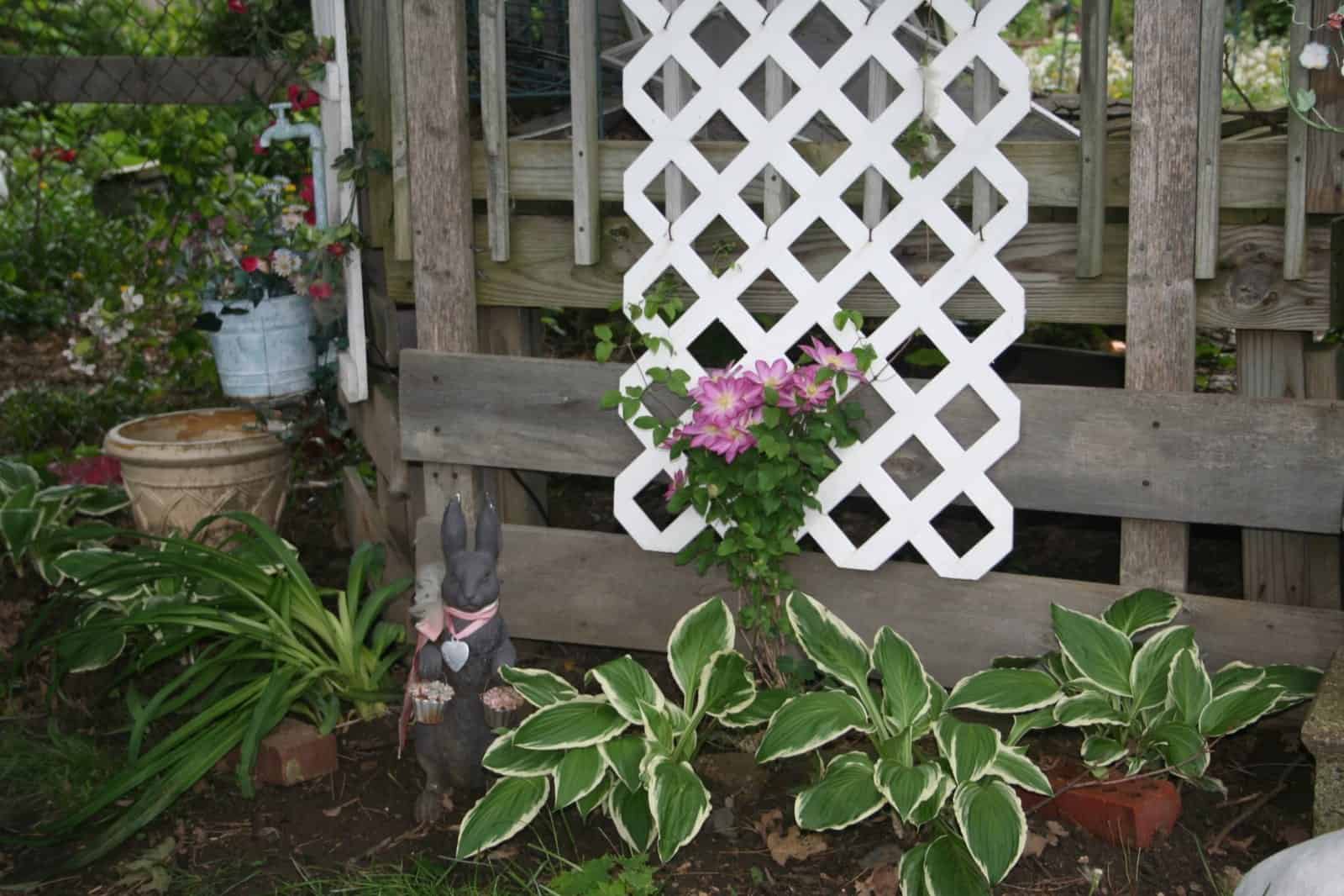 Shade garden with variegated hostas, flowering clematis, rabbit ornament and white trellis.