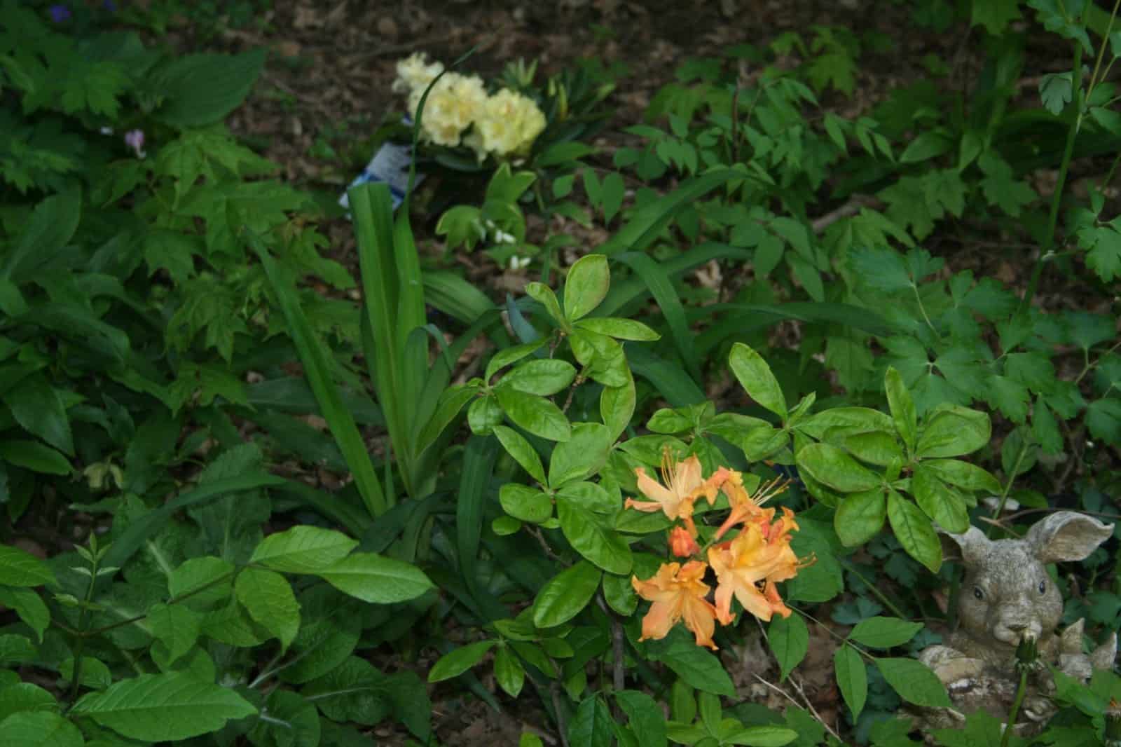 Orange azalea blooming among green shade plants beside a rabbit garden ornament.