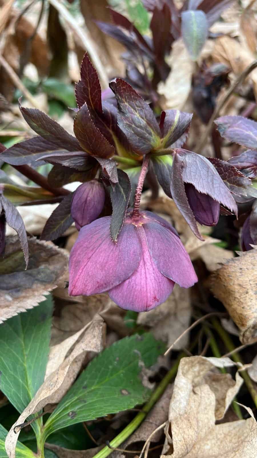 Nodding purple hellebore flower surrounded by dark foliage and fallen leaves.