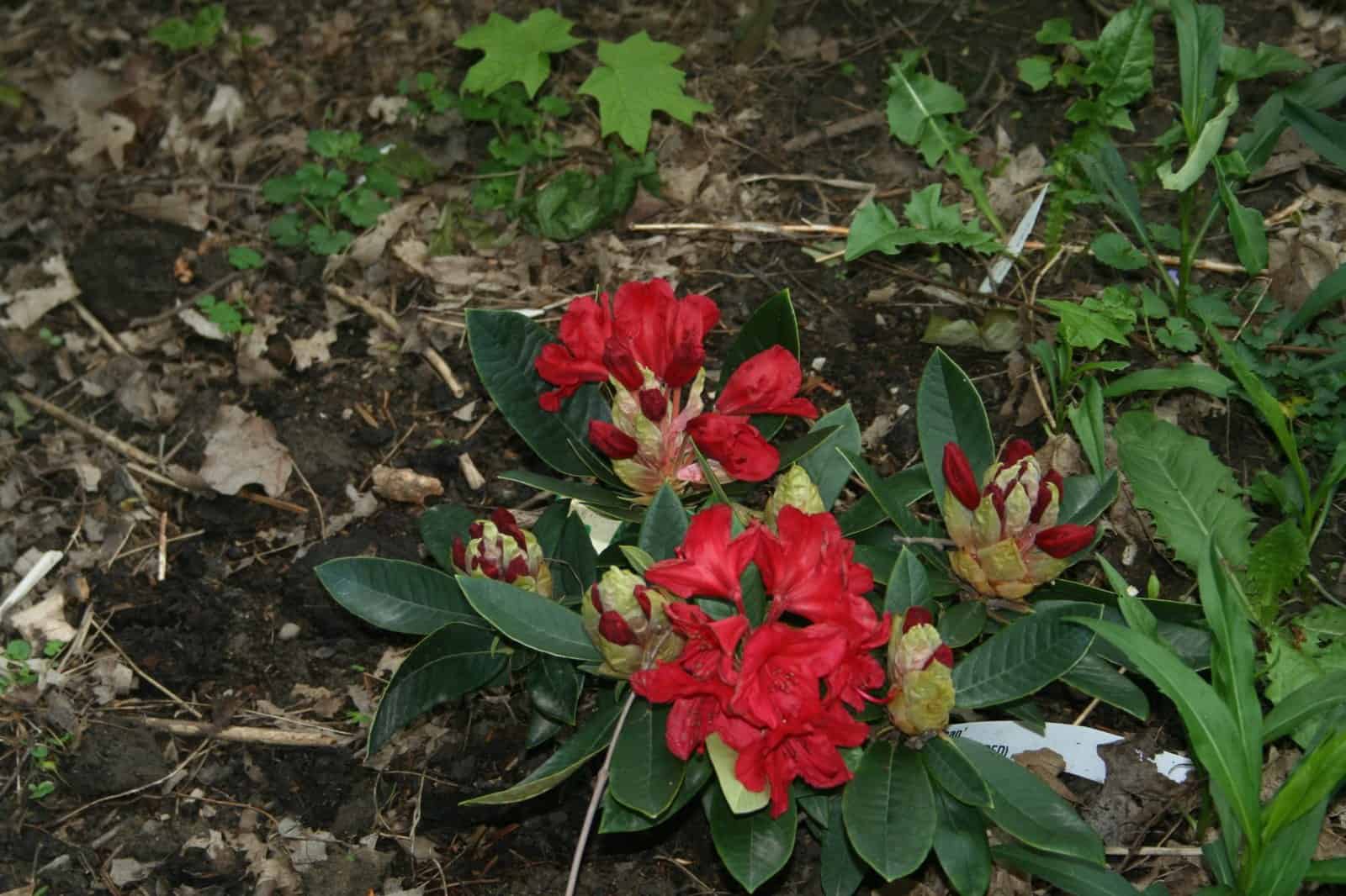 Red rhododendron flowers blooming in the Shade Garden.
