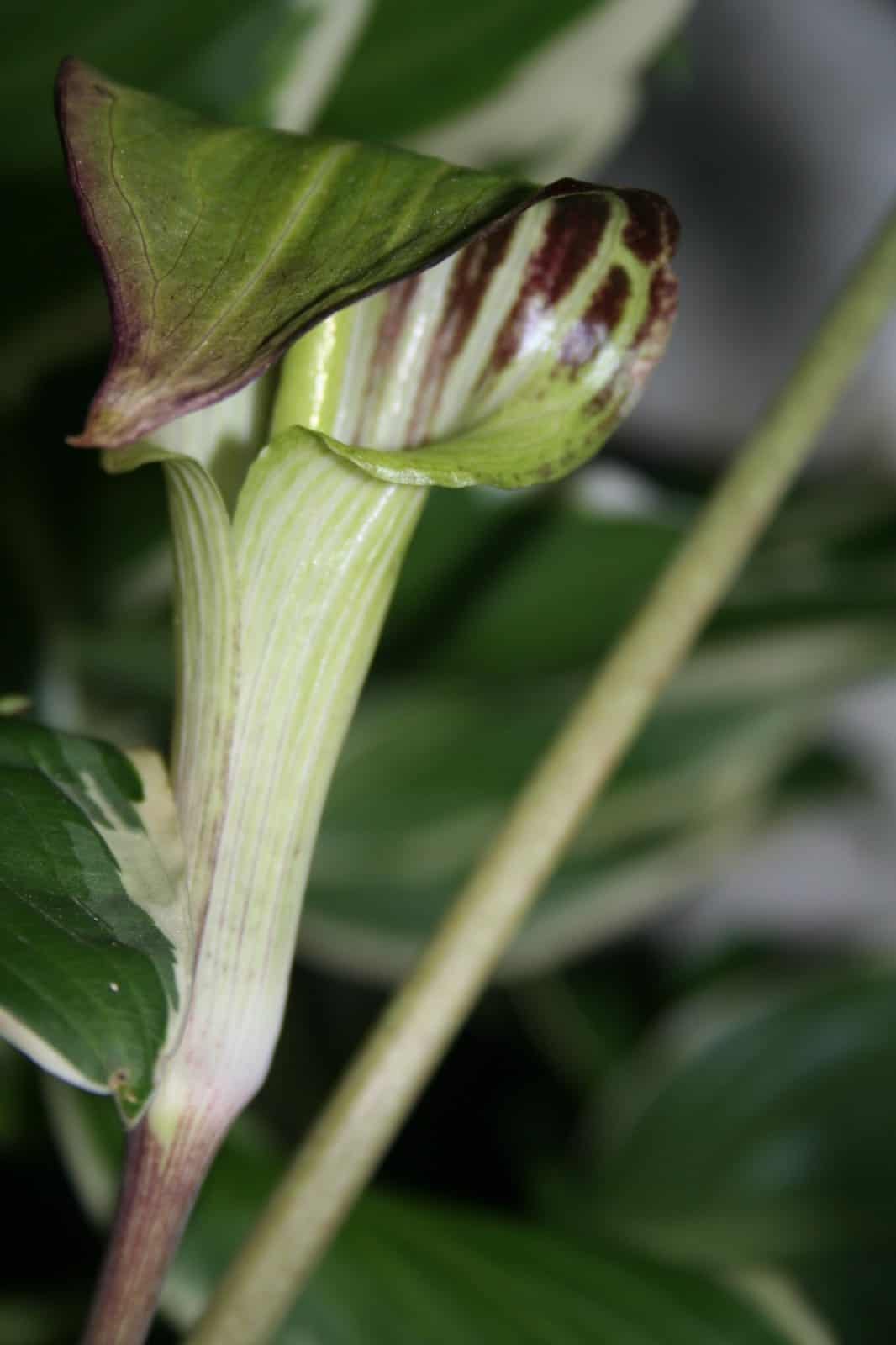 Close-up of a striped Jack-in-the-pulpit flower growing among variegated foliage.