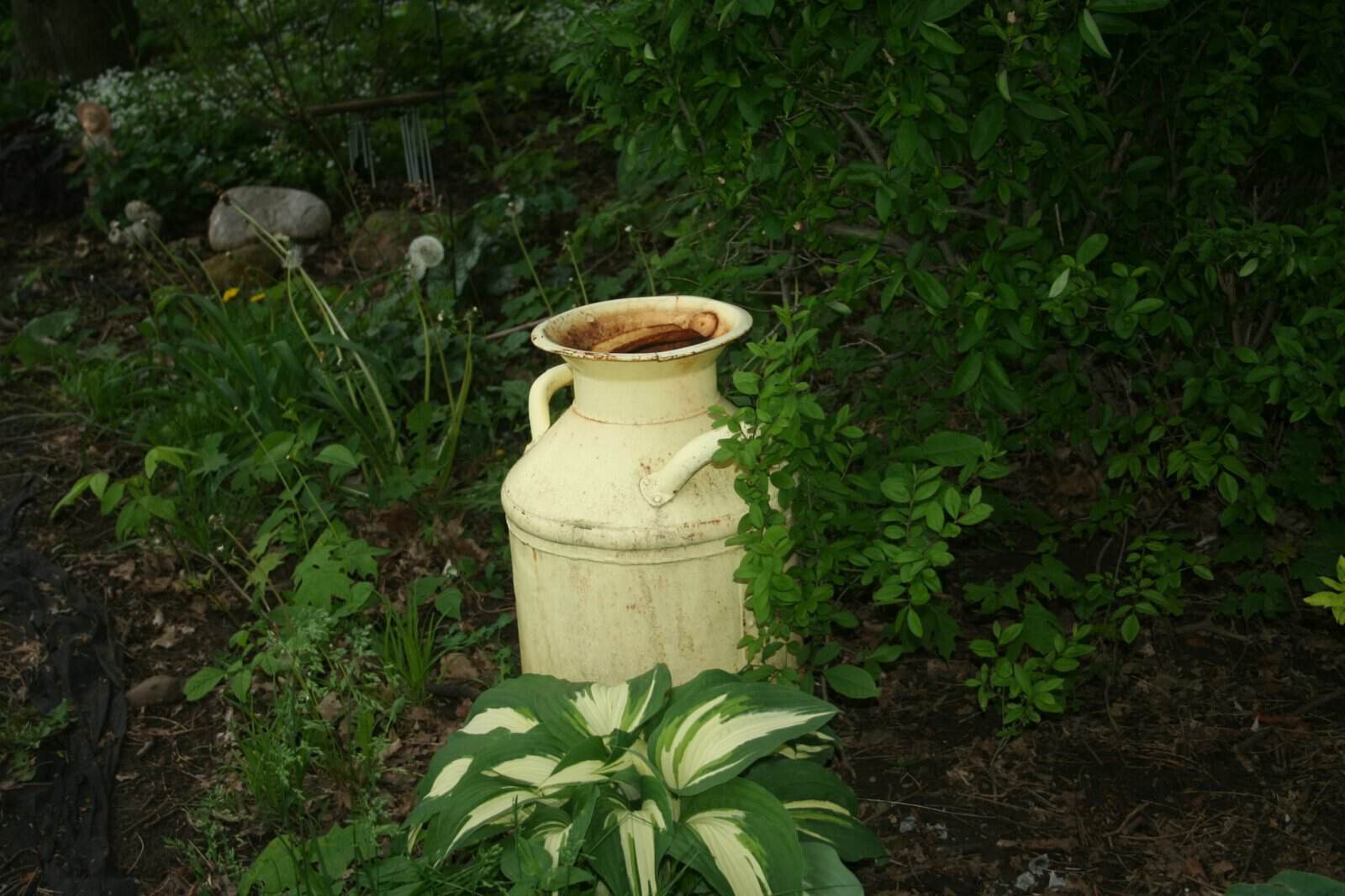 Vintage milk can surrounded by hosta and woodland plants in the Shade Garden.