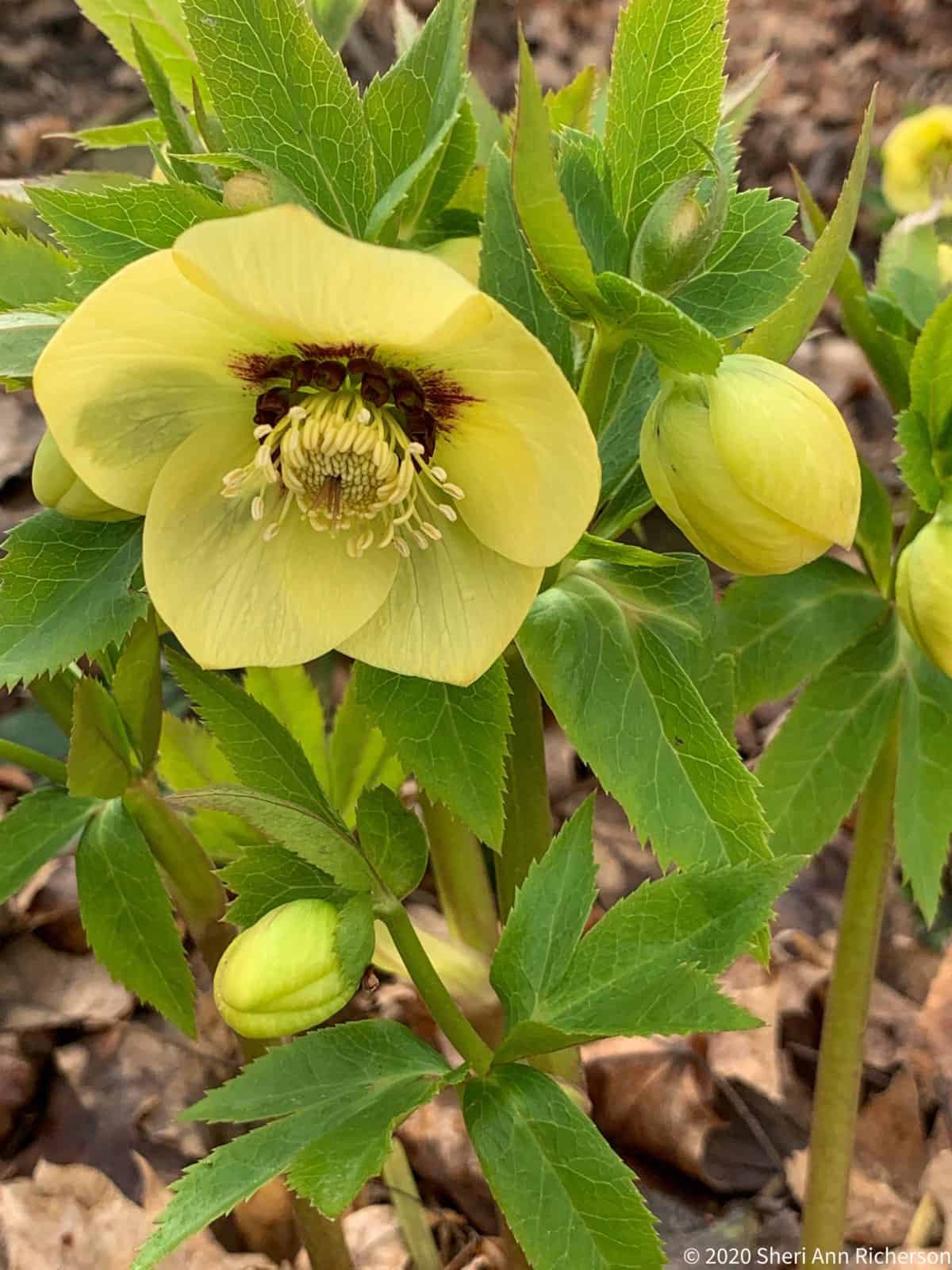 Pale yellow hellebore flower with burgundy markings surrounded by green foliage and buds.