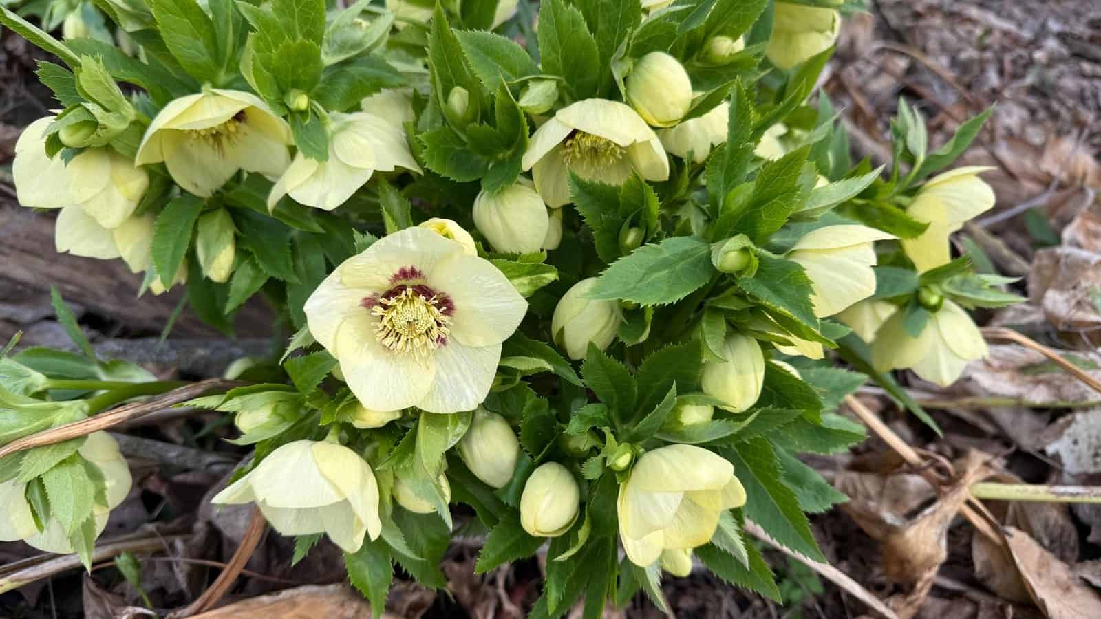 Large clump of pale yellow hellebores covered with open flowers and buds in the Shade Garden.