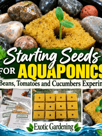 Seed Starting Featured Image showing aquaponics gardening - Exotic Gardening
