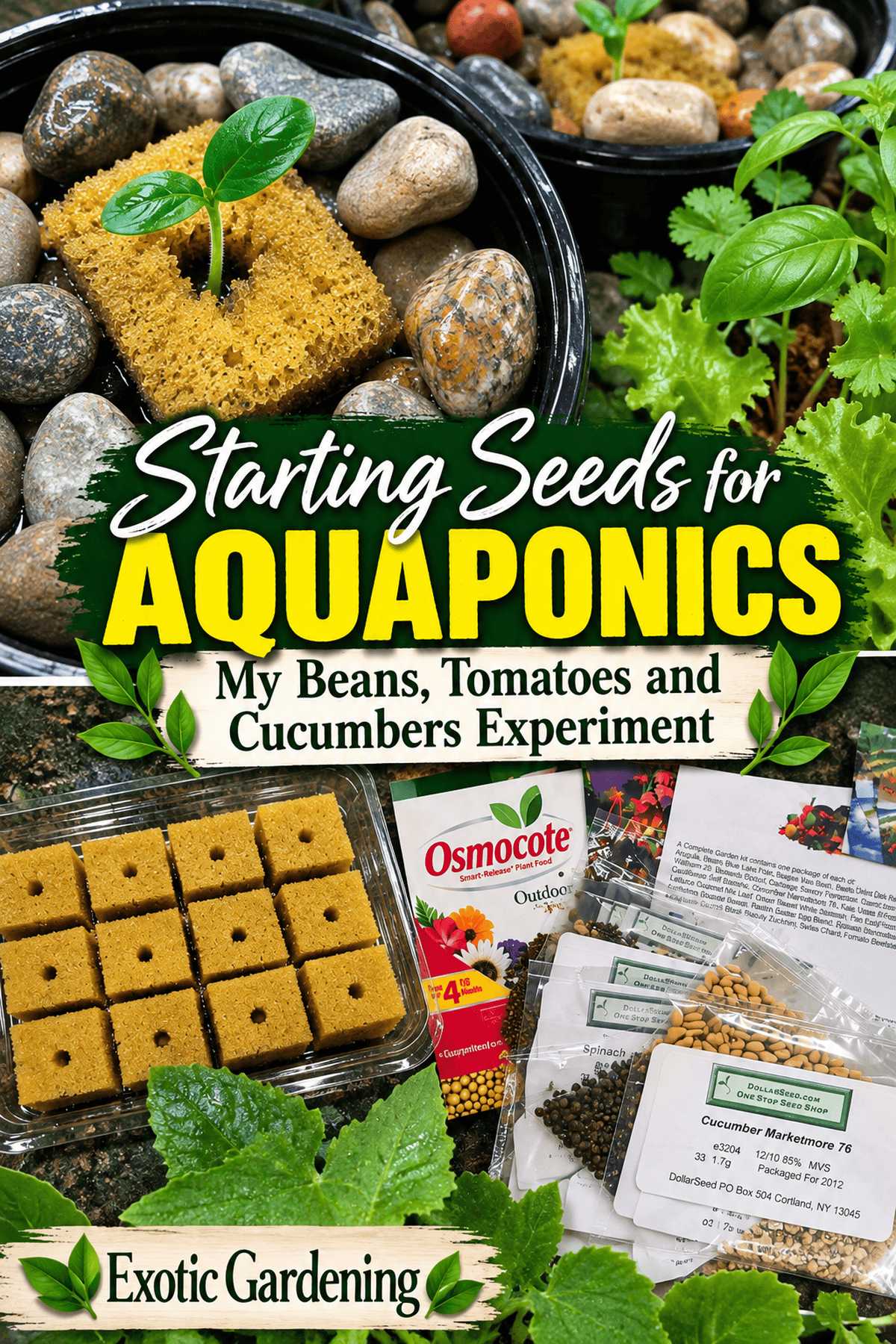 Seedlings growing in aquaponics sponge blocks and pebbles - Exotic Gardening