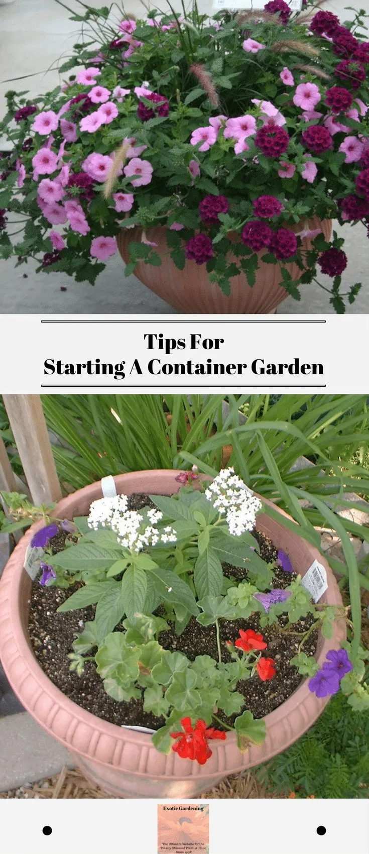 Tips For Starting A Container Garden - Exotic Gardening