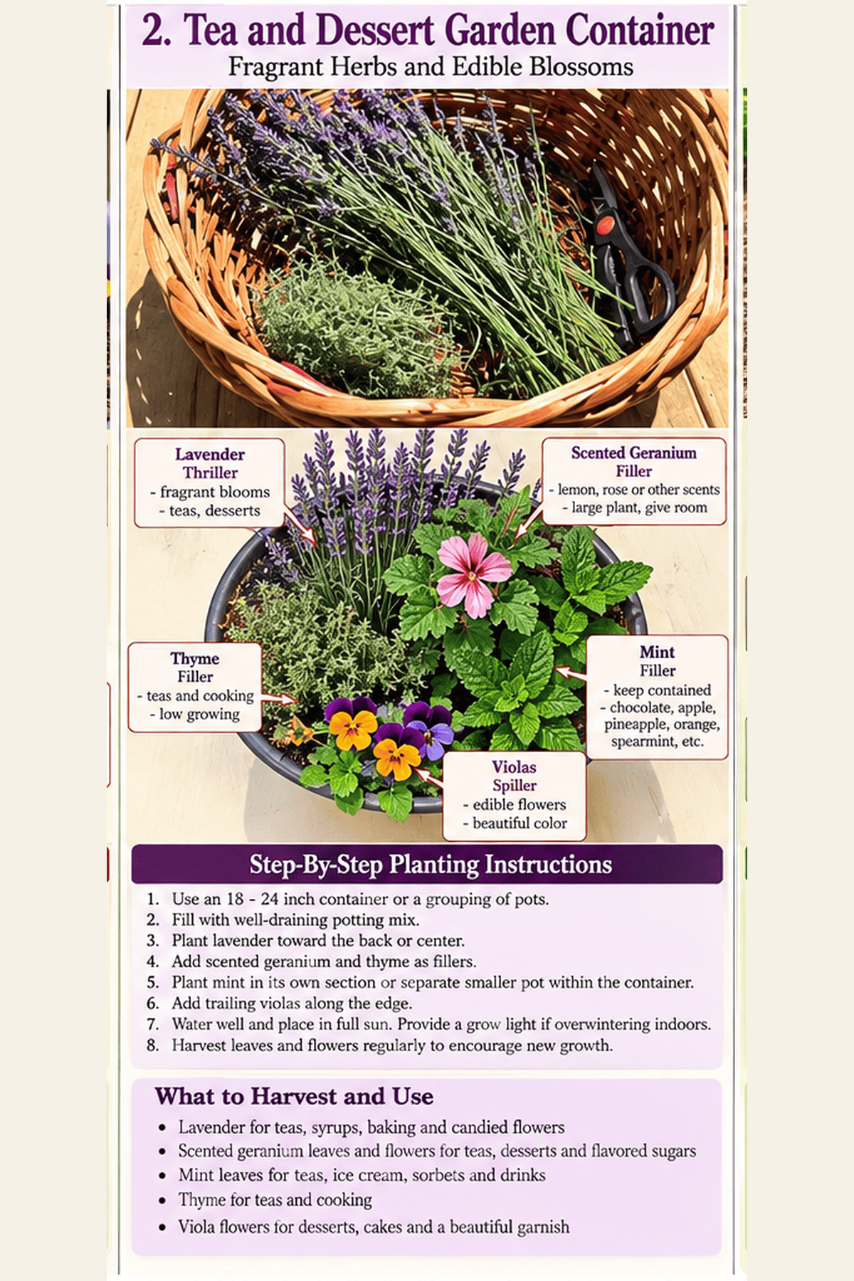 Illustrated tea and dessert garden container guide showing fragrant herbs, edible flowers and planting instructions, Exotic Gardening.