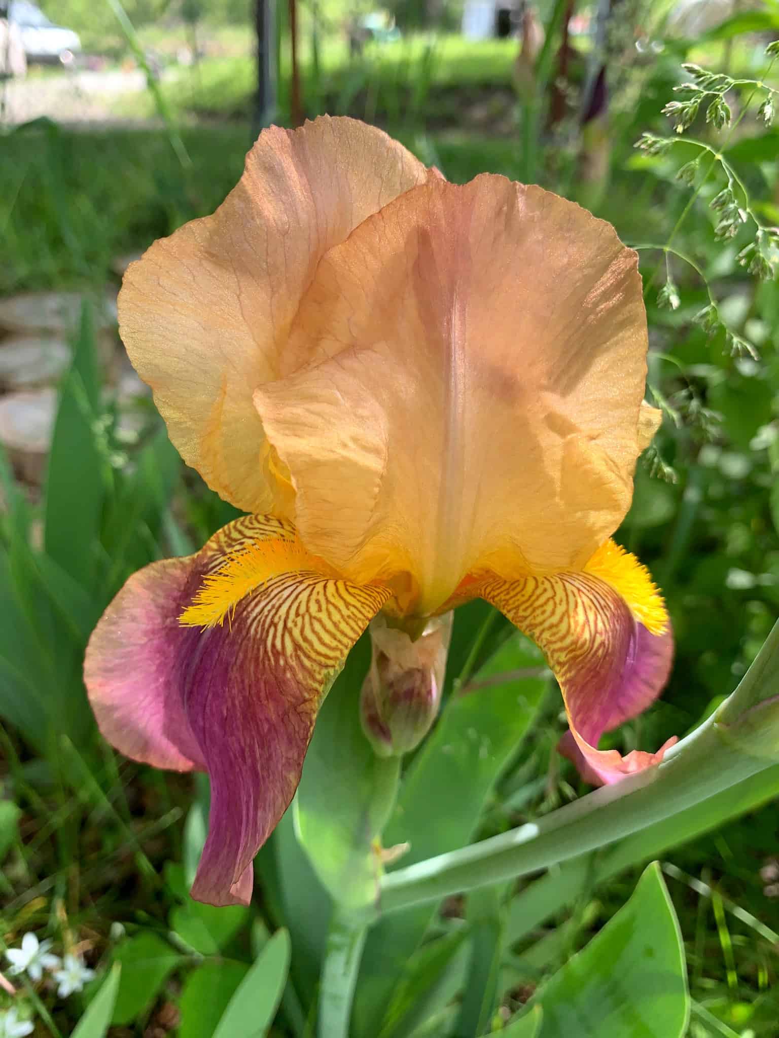 Peach and purple bearded iris blooming in the Walnut Garden.
