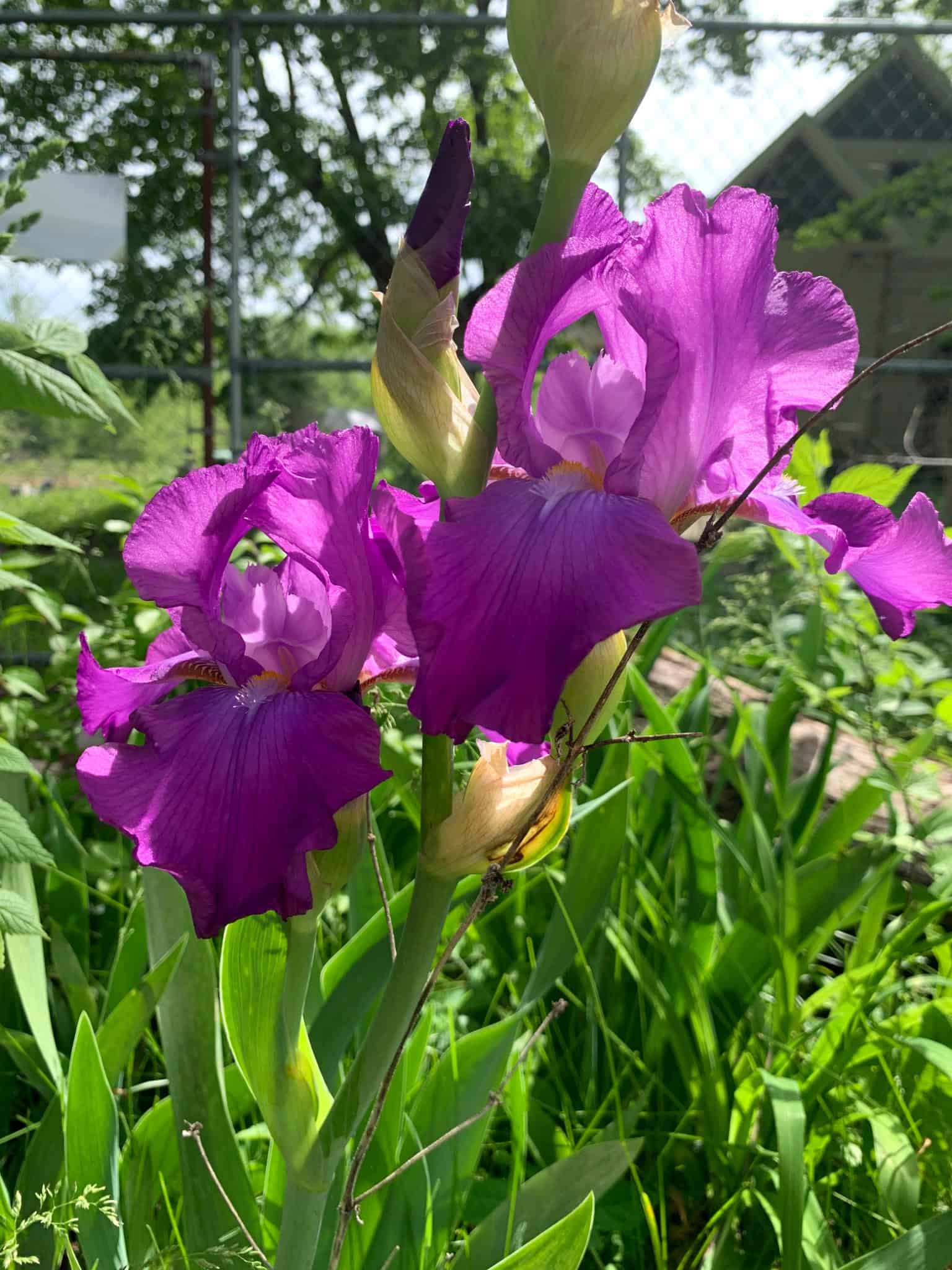 Purple bearded iris flowering in the Walnut Garden.