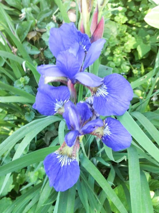 Blue iris blooming in the Walnut Garden at Exotic Gardening Farm and Wildlife Habitat.