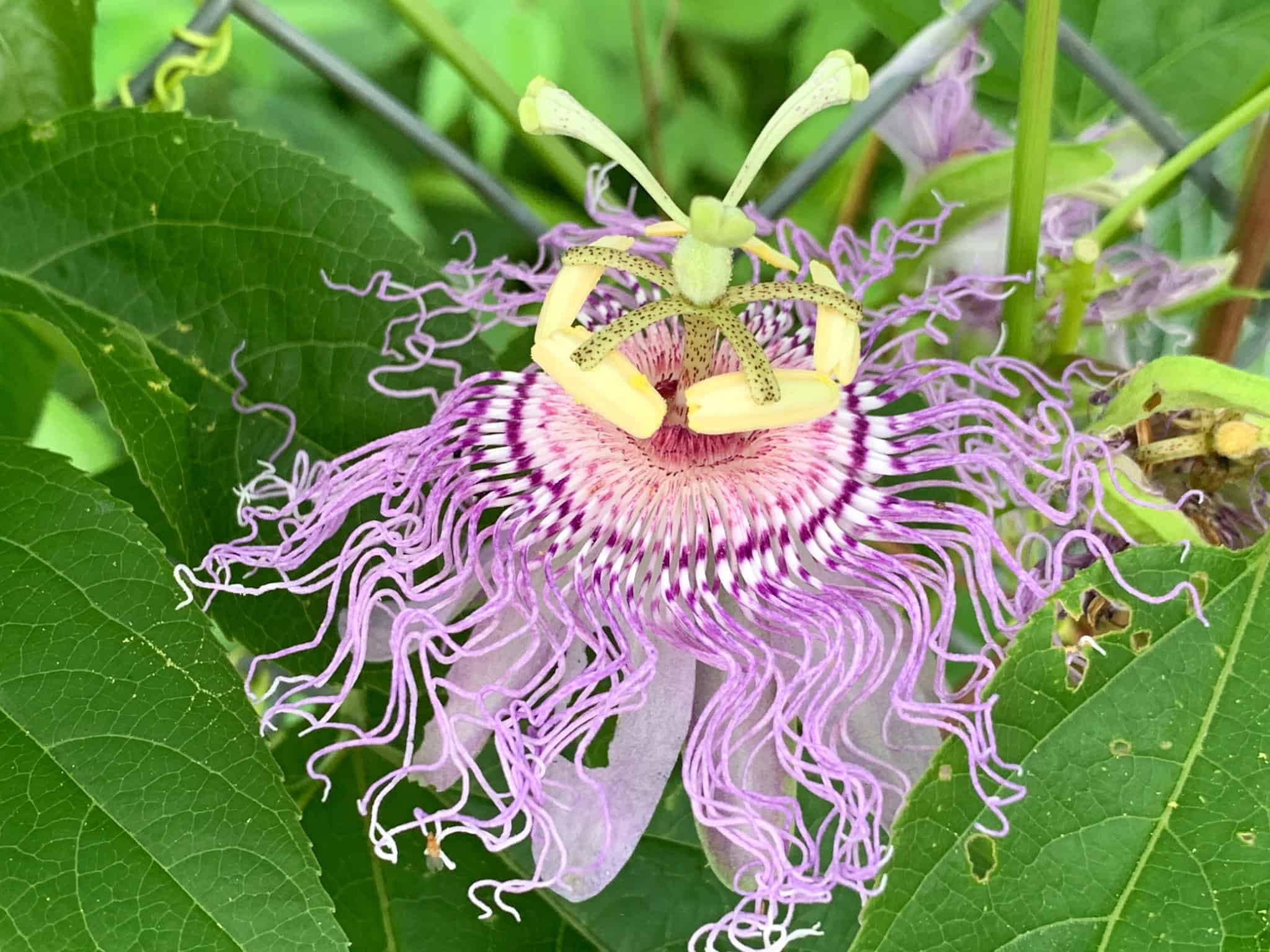 Close view of a passionflower bloom grown in the Walnut Garden.