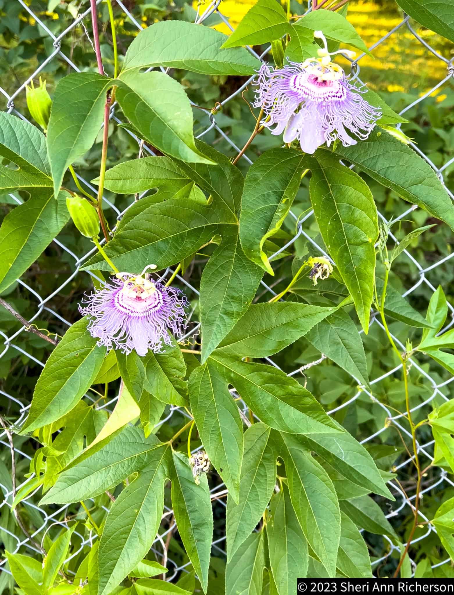 Passionflower vine blooming along a fence in the Walnut Garden.