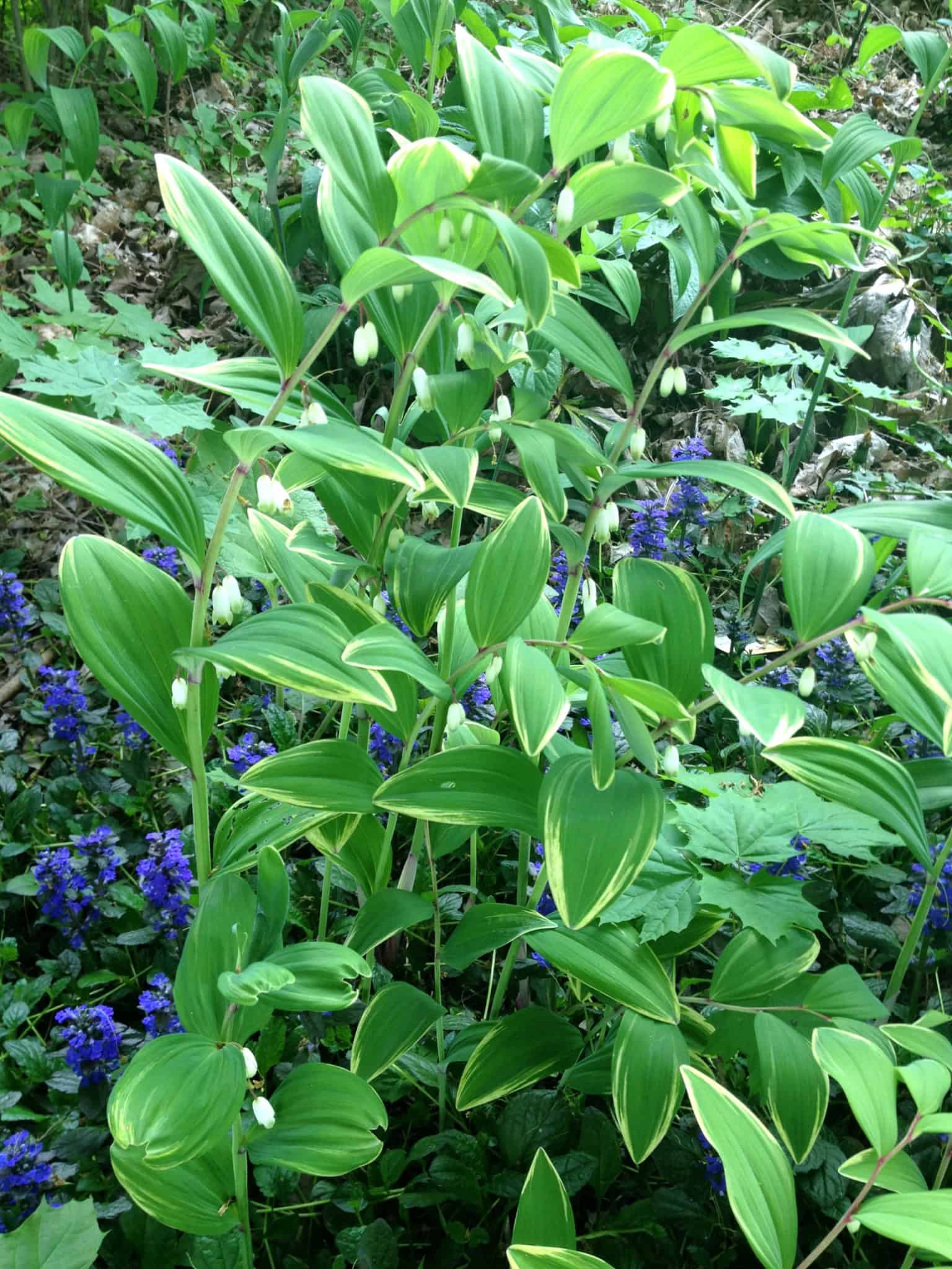 Variegated Solomon's seal growing among ajuga in the Walnut Garden at Exotic Gardening Farm and Wildlife Habitat.