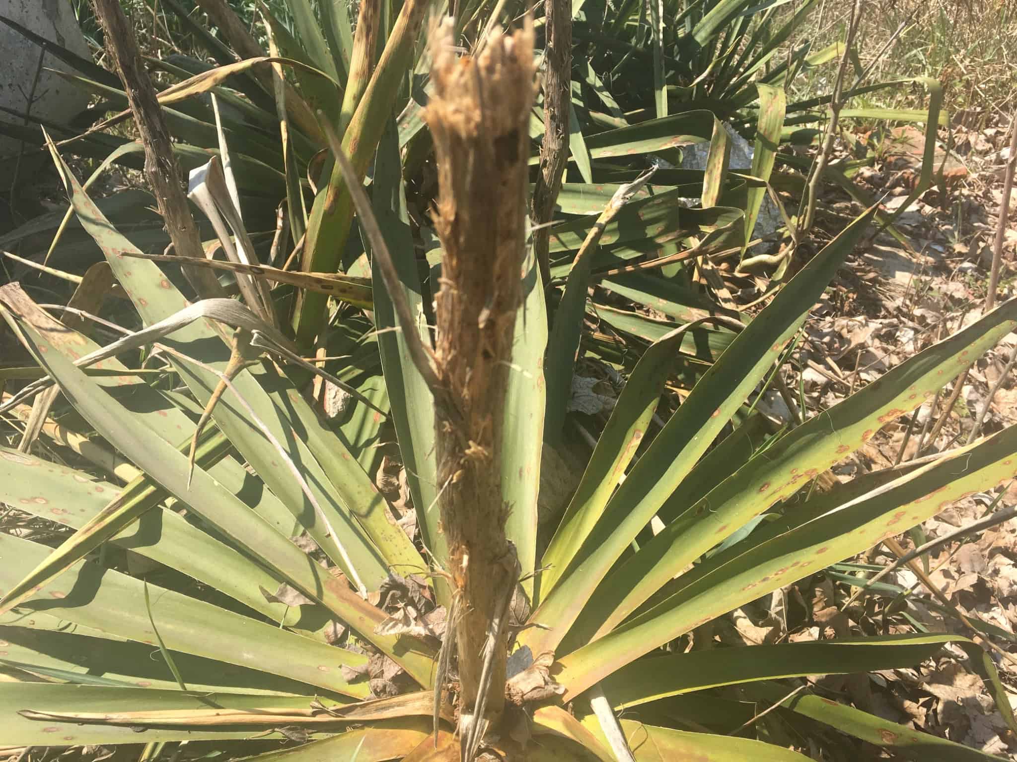 Yucca growing in the Walnut Garden at Exotic Gardening Farm and Wildlife Habitat.