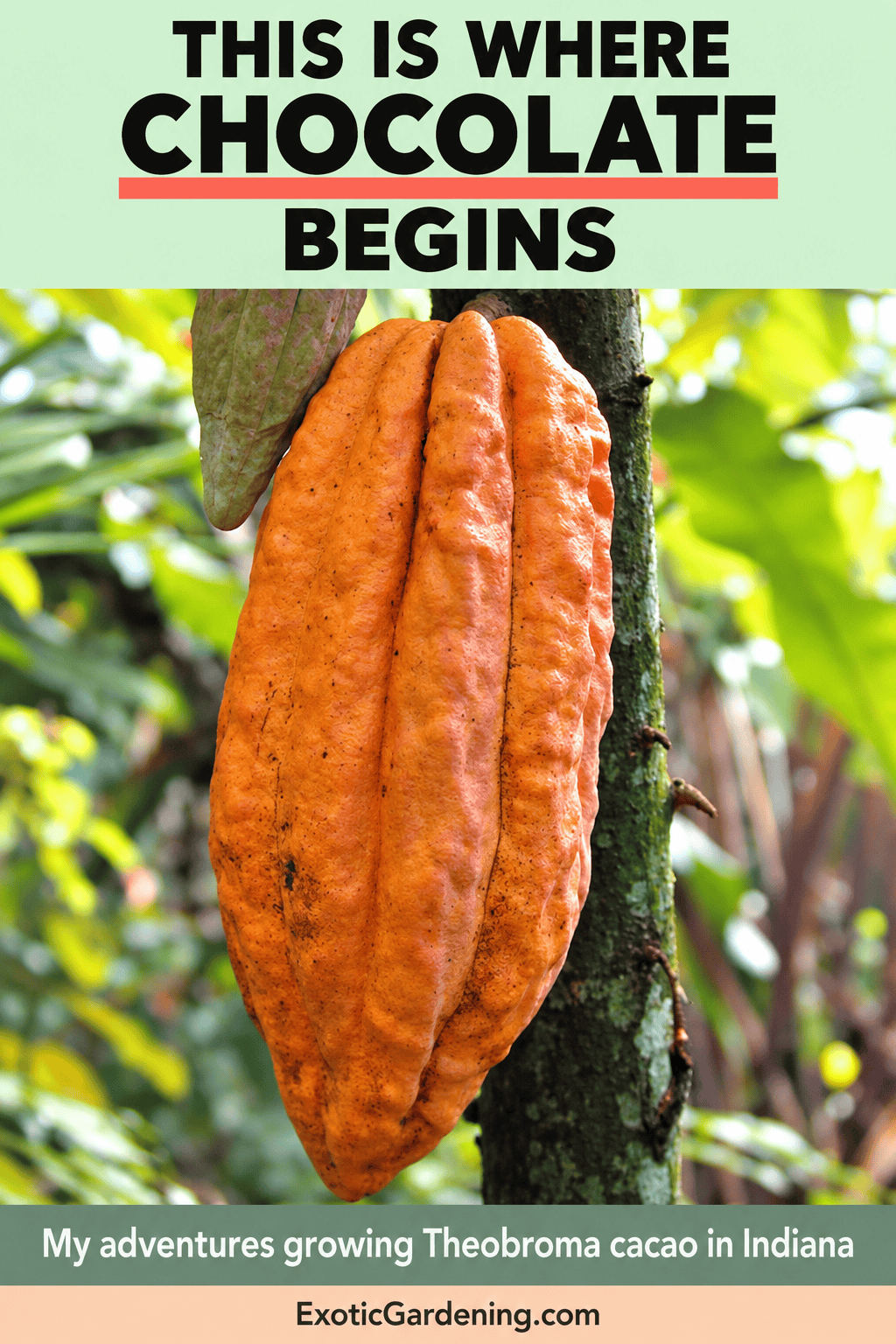Ribbed orange cacao pod growing on a tree trunk, with text reading This is where chocolate begins.