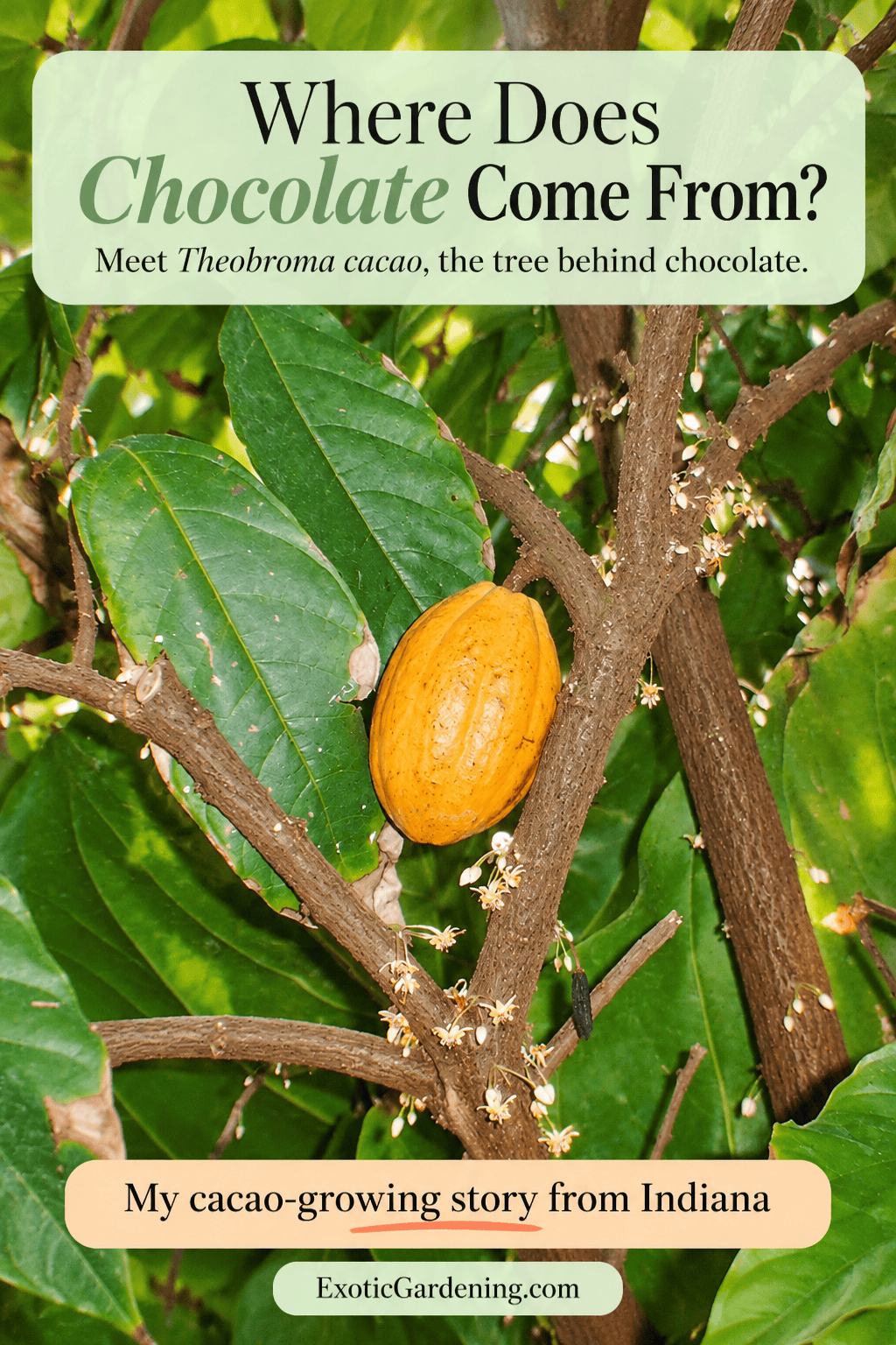Yellow-orange cacao pod and tiny flowers growing on woody branches, with text asking where chocolate comes from.